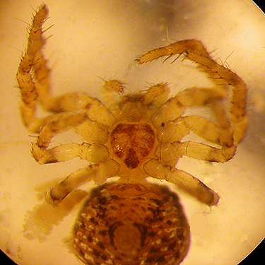 juvenile Ozyptila spider, Harksell Road at Nooksack River, Whatcom County, Washington