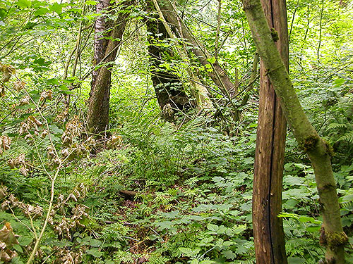 forest understory, Bertrand Creek at road, Whatcom County, Washington