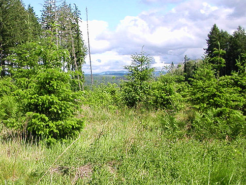 clearcut on Casey Road, Bebe Mountain, Cowlitz County, Washington
