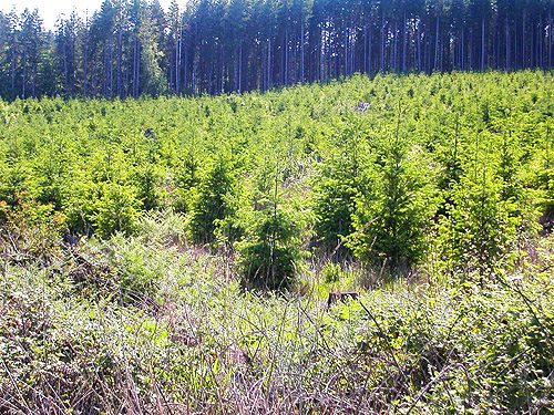 dense planting in clearcut on Casey Road, Bebe Mountain, Cowlitz County, Washington