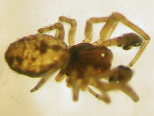 male spider Dictyna olympiana, clearcut on Casey Road, Bebe Mountain, Cowlitz County, Washington