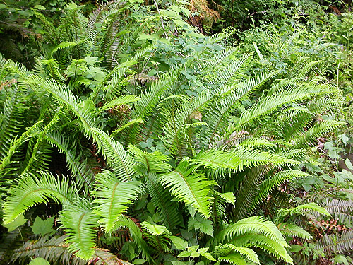 ferns to beat, Hog Island Boat Launch, Cowlitz County, Washington