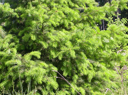 Douglas-fir foliage, clearcut on Casey Road, Bebe Mountain, Cowlitz County, Washington