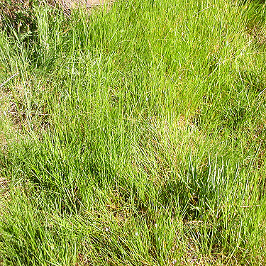 grass in clearcut on Casey Road, 
