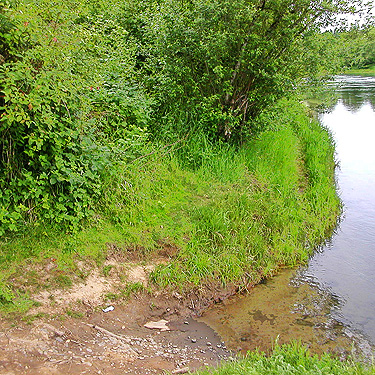 grassy river bank, Hog Island Boat Launch, Cowlitz County, Washington