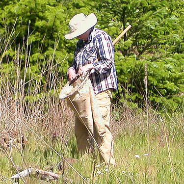 Laurel Ramseyer inspecting her net, clearcut on Casey Road, Bebe Mountain, Cowlitz County, Washington