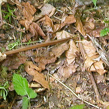 leaf litter, Hog Island Boat Launch, Cowlitz County, Washington