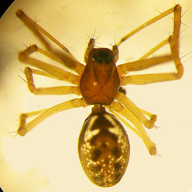 spider Microlinyphia mandibulata, clearcut on Casey Road, Bebe Mountain, Cowlitz County, Washington