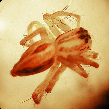 juvenile Oxyopes salticus, clearcut on Casey Road, Bebe Mountain, Cowlitz County, Washington