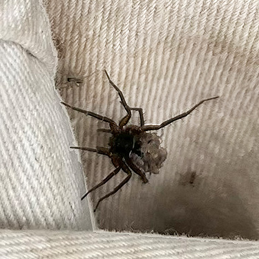 Pardosa vancouveri wolf spider with progeny, clearcut on Casey Road, Bebe Mountain, Cowlitz County, Washington