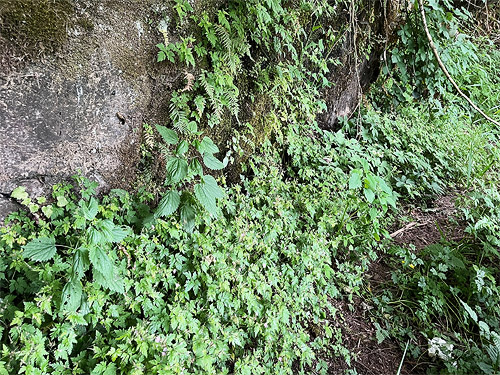 vegetated vertical rock face, Hog Island Boat Launch, Cowlitz County, Washington