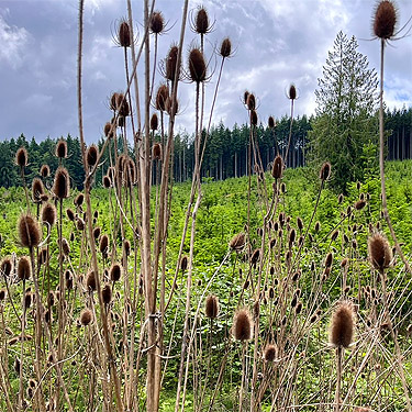 Scotch thistle heads, clearcut on Casey Road, Bebe Mountain, Cowlitz County, Washington