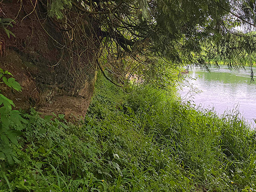 riverbank overhang, Hog Island Boat Launch, Cowlitz County, Washington