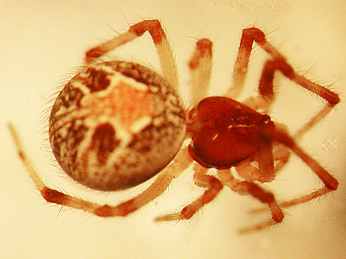 Theridion simile spider, clearcut on Casey Road, Bebe Mountain, Cowlitz County, Washington