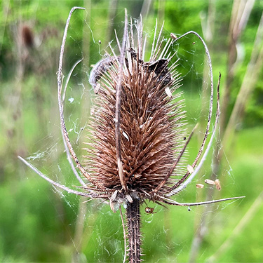 Theridio simile in web on thistle head, clearcut on Casey Road, Bebe Mountain, Cowlitz County, Washington