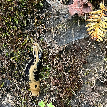 banana slug and Calymmaria spider web on rock face, Hog Island Boat Launch, Cowlitz County, Washington