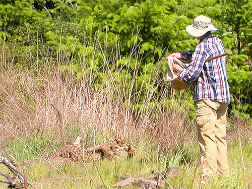 Laurel Ramseyer sorting sweep sample, clearcut on Casey Road, Bebe Mountain, Cowlitz County, Washington