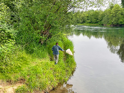 Kathy Whaley sweeping for spiders, Hog Island Boat Launch, Cowlitz County, Washington