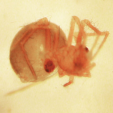 spider Thymoites camano from rock face, Hog Island Boat Launch, Cowlitz County, Washington