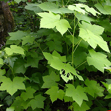 thimbleberry plant(s), Hog Island Boat Launch, Cowlitz County, Washington