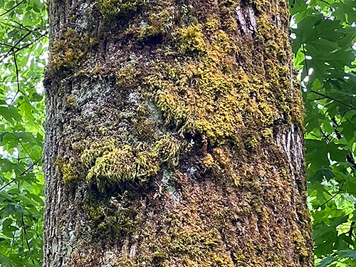 sparse moss on tree trunk, Hog Island Boat Launch, Cowlitz County, Washington