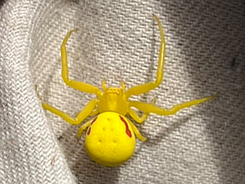 yellow crab spider Misumena vatia, clearcut on Casey Road, Bebe Mountain, Cowlitz County, Washington