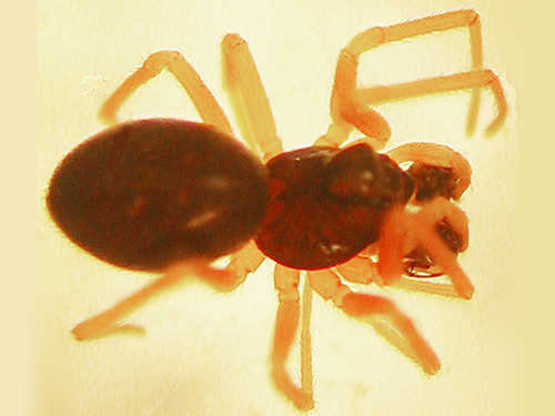 unknown male spider, genus Walckenaeria, Hog Island Boat Launch, Cowlitz County, Washington