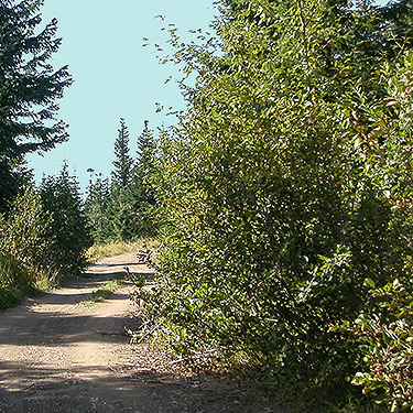 alder thicket at 4600' summit ridge, Huckleberry Mountain, SE corner King County, Washington