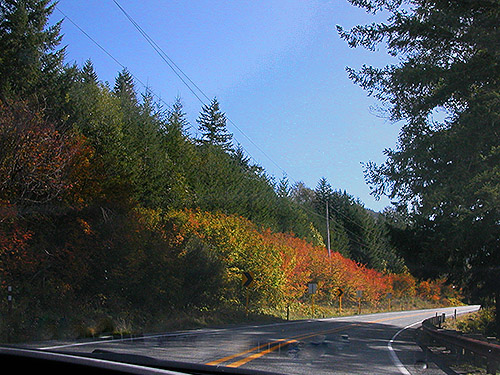 early fall foliage on state highway 410 near Greenwater, Washington