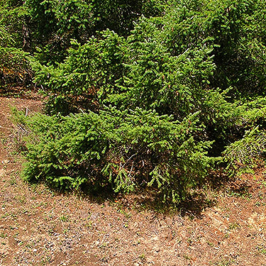 conifer foliage at mid-elevation on Huckleberry Mountain, SE King County, Washington