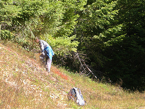 Laurel Ramseyer sampling cones at mid-elevation on Huckleberry Mountain, SE King County, Washington