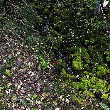 leaf litter and moss, 2800' level on Huckleberry Mountain, SE corner of King County, Washington
