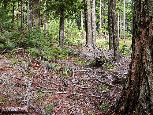 mature conifer forest, 4000' level on Huckleberry Mountain, SE corner of King County, Washington