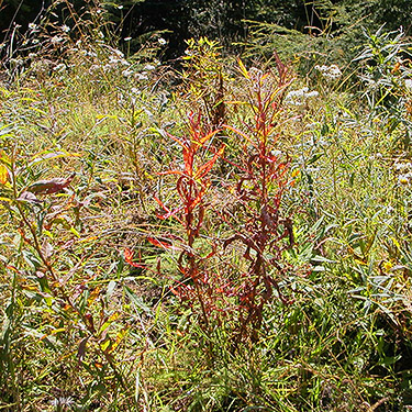diverse meadow flora, 4600', Huckleberry Mountain summit ridge, SE King County, Washington