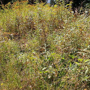 diverse meadow flora, 4600', Huckleberry Mountain summit ridge, SE King County, Washington