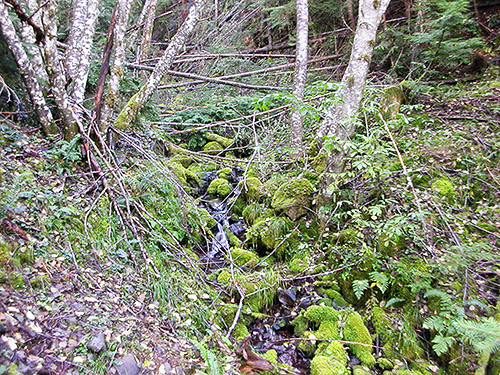 dark mossy ravine, 2800' level on Huckleberry Mountain, SE corner of King County, Washington