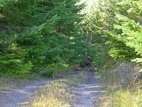 roadside foliage, mid-elevation on Huckleberry Mountain, SE King County, Washington