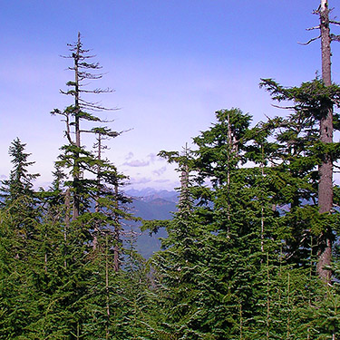 subalpine tree forms at 4600', Huckleberry Mountain summit ridge, SE King County, Washington