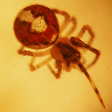 female cobweb spider Theridion lawrencei, mid-elevation on Huckleberry Mountain, SE King County, Washington