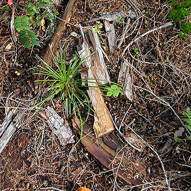 dead wood on forest floor, 4000' level on Huckleberry Mountain, SE corner of King County, Washington