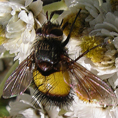 tachinid fly Xanthoepalpus bicolor, 4600' summit ridge of Huckleberry Mountain, SE corner King County, Washington