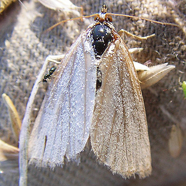 two-toned moth, Gray Gables, Grays Harbor County, Washington
