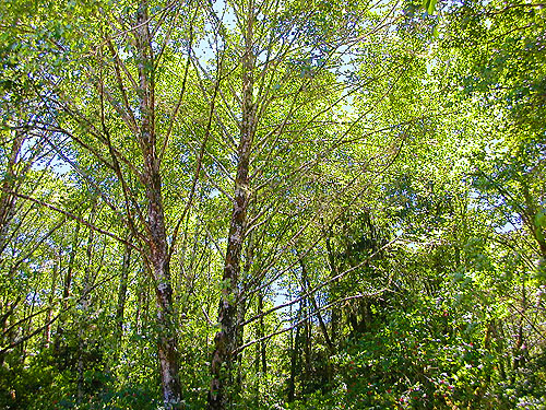 alder forest, Morley Boat Launch, lower Humptulips River, Grays Harbor County, Washington