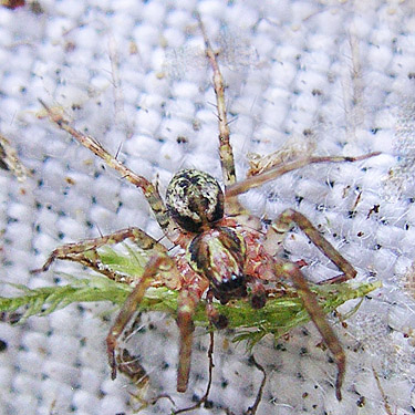 male spider Dirksia cinctipes from moss, Morley Boat Launch, lower Humptulips River, Grays Harbor County, Washington