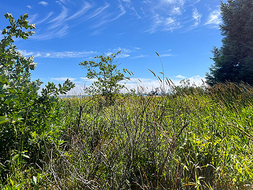 impenetrable beach meadow, North Bay, Grays Harbor County, Washington