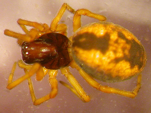 dictynid spider Dictyna major from Gray Gables, Grays Harbor County, Washington