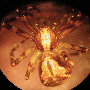 crab spider Philodromus josemitensis from Gray Gables, Grays Harbor County, Washington
