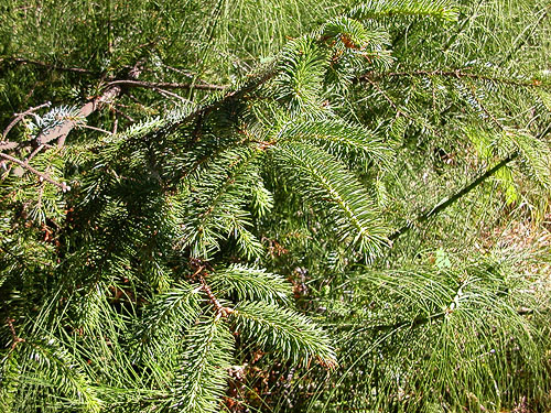 Sikta spruce foliage, Gray Gables, Grays Harbor County, Washington