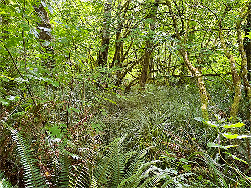 forest understory, Morley Boat Launch, lower Humptulips River, Grays Harbor County, Washington