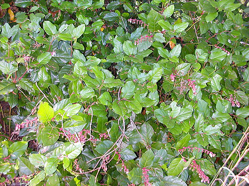 salal foliage at Gray Gables, Grays Harbor County, Washington